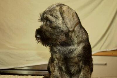 Щенки шнауцера среднего размера, девочки