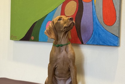 Щенок венгерской выжлы (девочка)