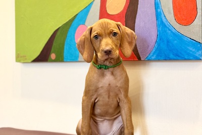 Щенок венгерской выжлы (девочка)