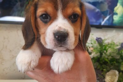 Щенки биглей питомник.