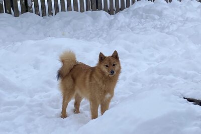 Финский шпиц (Карело-финская лайка)