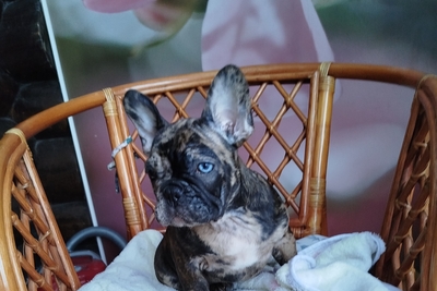 Цветные мальчики французский бульдог.