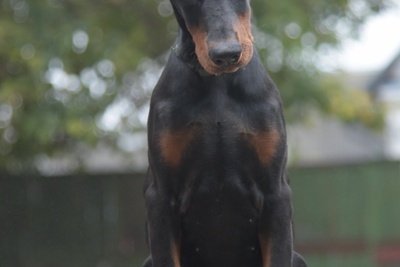 Щенки добермана