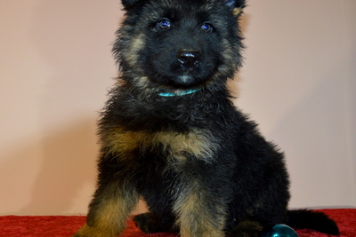 щенки немецкой овчарки д\ш