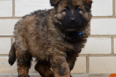 Зонарные щенки немецкой овчарки