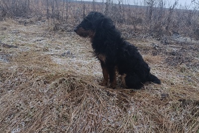 Продам жесткошерстного ягдтерьера