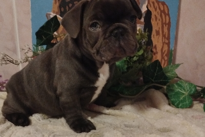 Мальчик французский бульдог