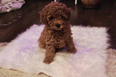 Мальчик Той пуделя с родословной