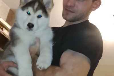 Продам щенка хаски мальчик ему 3 месяца