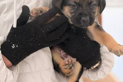 Щенки, щенок в дар!