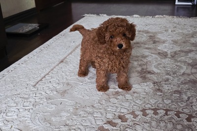 Мальчик Той пуделя с родословной