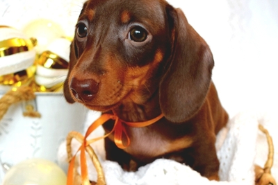 Такса кроличья