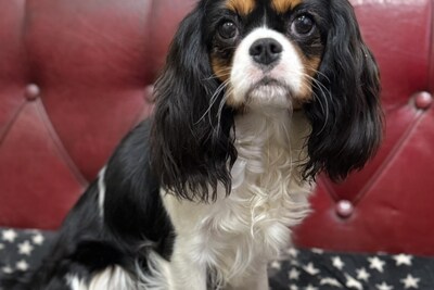 Кавалер кинг чарльз спаниель Девочка