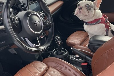 Бульдожик редчайшего  окраса желает найти первую супругу