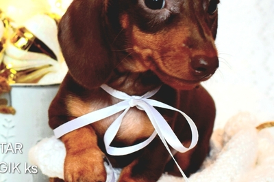 Такса кроличья