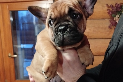 Французский бульдог