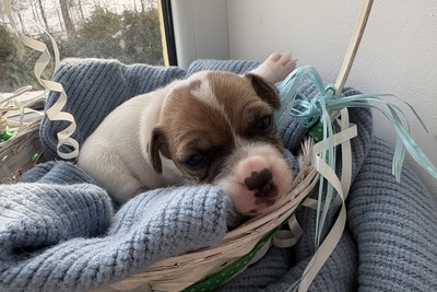 Щенки джек рассел терьер