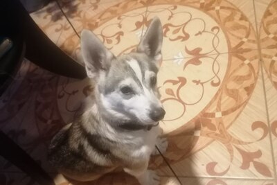 пропала собака