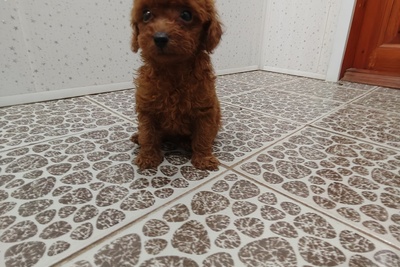 Той пудель(мальчик)