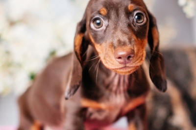 Такса кроличья