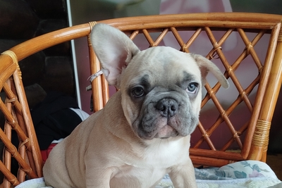Французский бульдог.