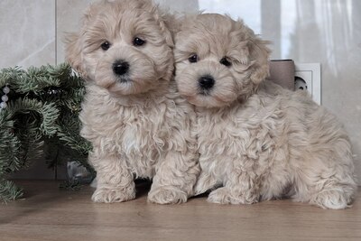 Мальчишки пломбирчики мальтипу F1