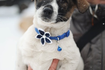 Ищу дом и семью для щенка