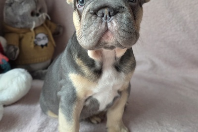 Щенок французского бульдога.