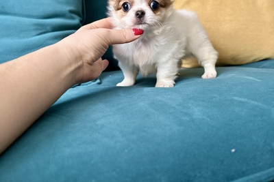 Длинношёрстный мальчик чихуахуа кобьи тип