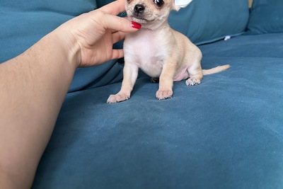 Мальчик чихуахуа