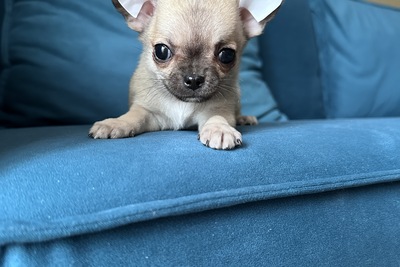 Мини девочка чихуахуа