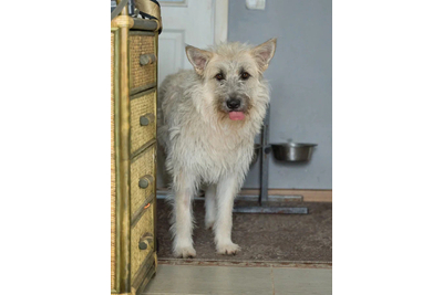 Бруно ищет дом!