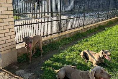 Самка веймаранера