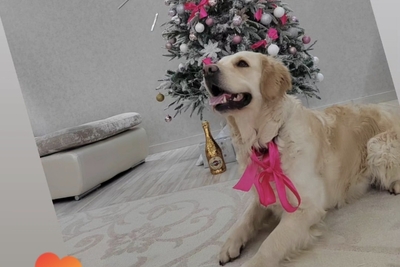 Щенки. Золотистый ретривер