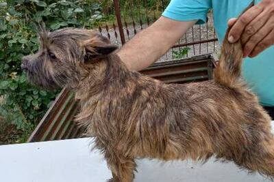 Щенки керн-терьера