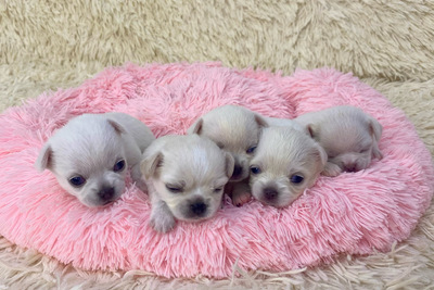 Премиальные белоснежные щенки чихуахуа от официального питомника «Блес