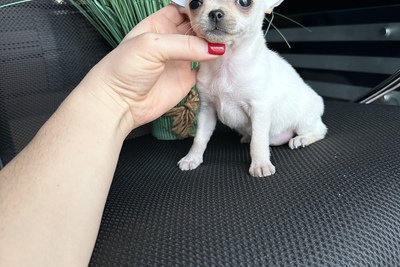 Мини девочка чихуахуа