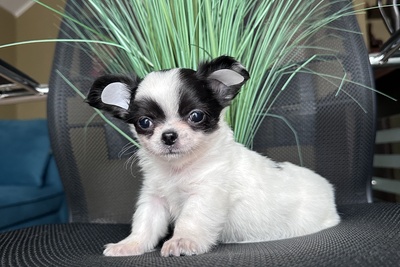 Малыш чихуахуа