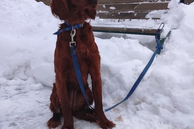 Девочка ирландского сеттера