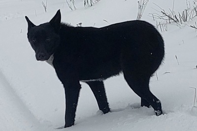 Собачка ищет дом