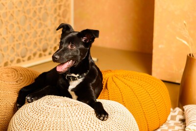 Жужа ищет дом!