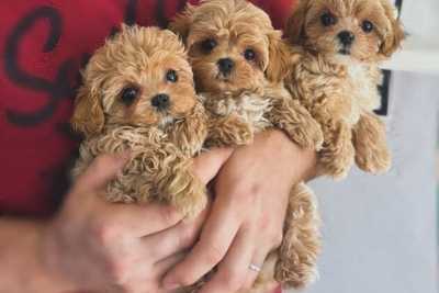 Куплю микро мальтипу девочку