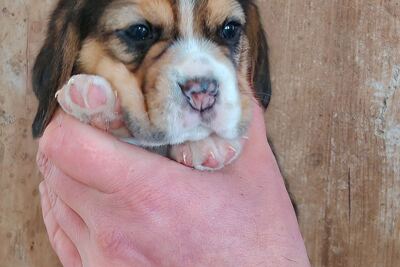 Щенки биглей.Питомник.