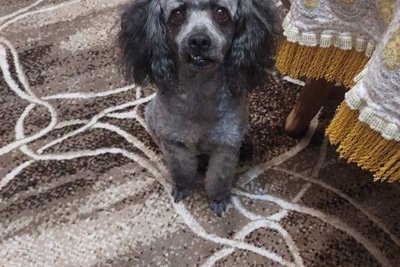 Готов к случке ( Мальчик)