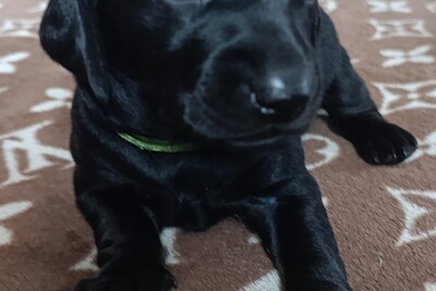 Щенки таксы