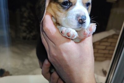 Щенки биглей.Питомник.