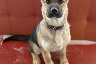 Щенок в дар