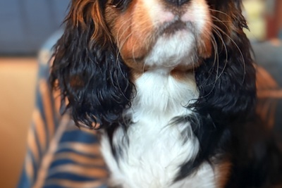 Яркая, породная девочка, 4 мес, без недостатков, веселая, ласковая, иг