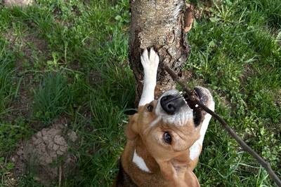 Титулованная девочка бигль