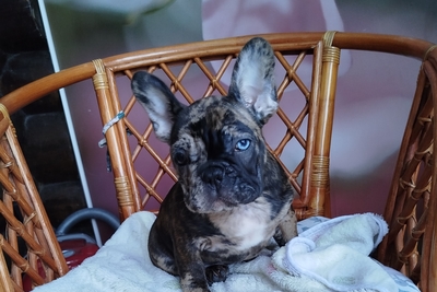 Французский бульдог